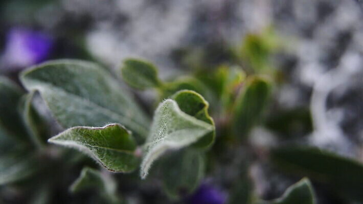 잎 사람없음 야외 초록색 그린란드 취급주의 MOV 해외동영상 클립영상 식물 컬러 섬 덴마크 경고 동영상 파일형식