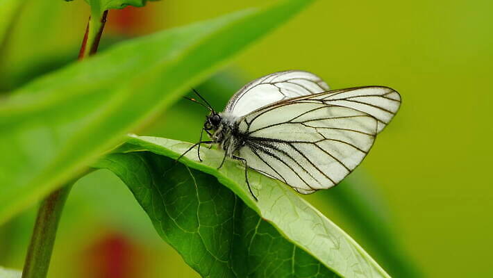 식물 계절 꽃잎 꽃 컬러 나비 곤충 백그라운드 잎 꽃무늬 날개 자연 초원 사람없음 야외 초록색 봄 벚꽃 흰색 내추럴 4K MOV 해외동영상 클립영상 동물 무늬 생태계 동영상 파일형식