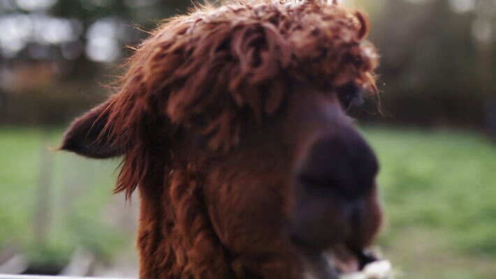 동물 외관 응시 야생동물 백그라운드 밭 농업 포유류 자연 영국 잉글랜드 사람없음 야외 목재 울타리 농장 갈색 머리 환경 금속 시골 먼지 진흙 양모 밭일 알파카 목가 배선 4K MOV 해외동영상 클립영상 나무 시선 유럽 산업 컬러 재료 재질 신체부위 담장 한자 직물 생태계 동영상 파일형식