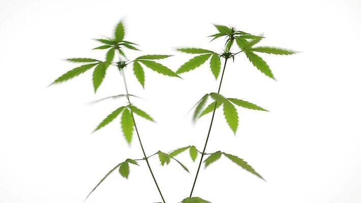 식물 여자 남자 꽃 백그라운드 잎 모션 자연 바람 휴식 건강 사람없음 초록색 약 흰색 잡초 발표 삼 약초 냄비 허브 진열장 회전 중독 내추럴 고립 마약 불법 대마초 마리화나 MOV 해외동영상 클립영상 자연요소 컬러 컨셉 채소 의학 날씨 사람 풀_식물 범죄 솥 생태계 동영상 파일형식