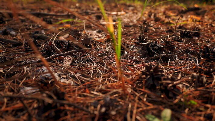 나무 식물 컬러 여행 백그라운드 컨셉 낙엽 잎 자연 풍경 사람없음 야외 목재 초록색 여름 컬러풀 햇빛 태양 평화 환경 침묵 일몰 봄 다양 가을 닫기 숲 침엽수 전나무 내추럴 땅바닥 생태학 가문비나무 MOV 해외동영상 슬로모션 클립영상 자연요소 계절 교육 다수 재료 모션 바닥 촬영기법 노을 소리 생태계 동영상 파일형식