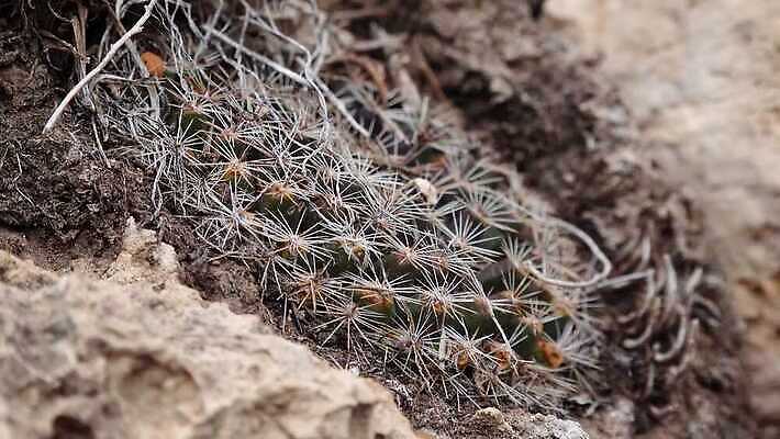 나무 식물 꽃 여행 백그라운드 자연 날씨 선인장 건조 풍경 사람없음 초록색 물 여름 사막 뜨거움 가시 척추 날카로움 애리조나 내추럴 뉴멕시코 다육식물 4K MP4 해외동영상 클립영상 자연요소 계절 컬러 뼈 미국 생태계 동영상 파일형식