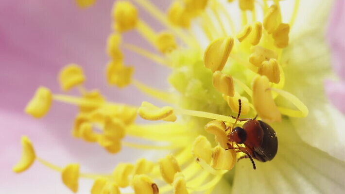 식물 동물 1 계절 꽃잎 꽃 야생동물 분홍색 컬러 곤충 백그라운드 절지류 자연 안테나 사람없음 야외 컬러풀 햇빛 노란색 머리 봄 들꽃 성장 신선 개화 작음 먹기 딱정벌레 묘사 생물학 꽃가루 꿀 내추럴 꽃수술 동물상 영양분 MOV 해외동영상 클립영상 교육 통신 모션 신체부위 태양 조형물 크기 가루 생태계 동영상 파일형식