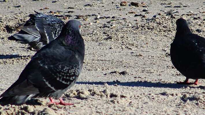 나무 동물 야생동물 바다 컬러 백그라운드 날개 자연 갈매기 조류 사람없음 물 평화 환경 회색 자유 흰색 레이싱 도시 깃털 생태계 비둘기 생물학 부리 동물상 생태학 청어 4K MP4 해외동영상 클립영상 자연요소 식물 교육 컨셉 어류 시합 조형물 동영상 파일형식
