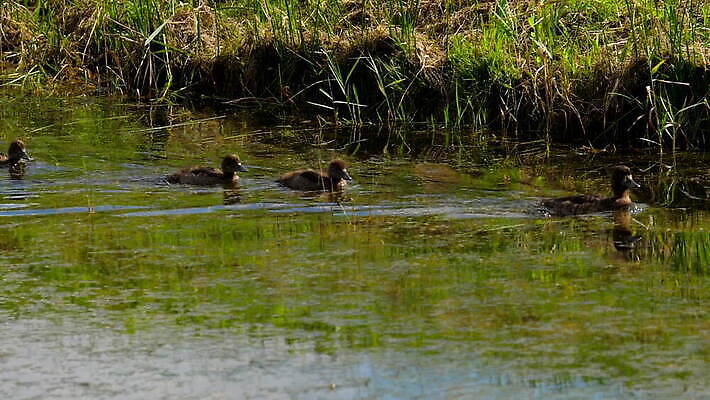 동물 1 야생동물 백그라운드 자연 조류 오리 사람없음 야외 빨간색 물 파란색 뷰티 검은색 수영 흰색 연못 깃털 부리 물새 내추럴 유라시아 MOV 해외동영상 클립영상 자연요소 유럽 아시아 컬러 수상스포츠 생태계 동영상 파일형식