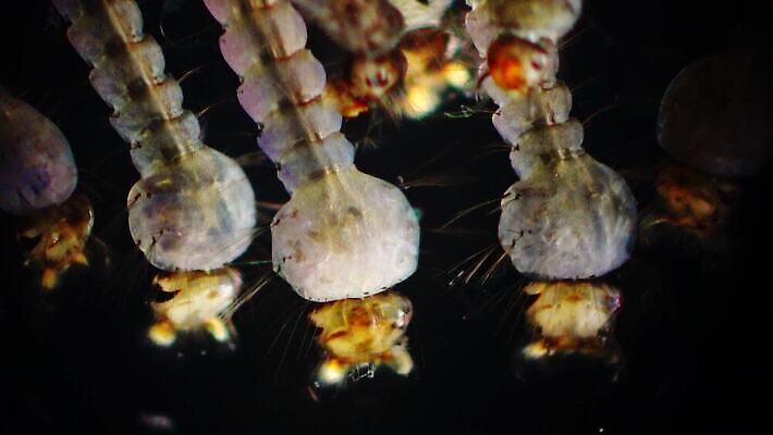 동물 야생동물 바다 곤충 자연 무척추동물 사람없음 물 환경 바닷속 수중 지중해 생태계 생물학 수족관 애벌레 토막 동물상 모기 생태학 우크라이나 4K 저서생물 MP4 해외동영상 클립영상 자연요소 교육 유럽 생물 조형물 해충 벌레 동영상 파일형식