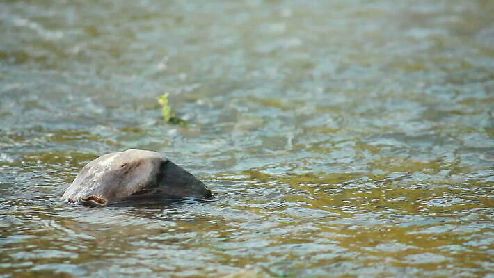식물 계절 공원 여행 백그라운드 잎 모션 자연 날씨 사람없음 물 강 흐름 신선 투명 개울 즐거움 내추럴 민물 웅장함 이국적 MOV 해외동영상 클립영상 자연요소 공공시설 감정 컨셉 생태계 동영상 파일형식