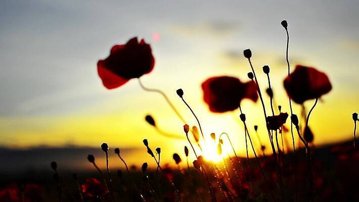 식물 꽃잎 꽃 실루엣 줄기 컬러 백그라운드 밭 농업 자연 하늘 건조 씨앗 사람없음 야외 빨간색 빛 농작물 컬러풀 햇빛 태양 농장 일출 환경 맑음 황혼 일몰 놀람 새벽 수확 시골 황금 저녁 낟알 장면 양귀비 마법 밀짚 내추럴 밭일 호밀 MOV 해외동영상 클립영상 자연요소 감정 산업 날씨 곡류 촬영기법 표정 노을 짚 야간 생태계 동영상 파일형식