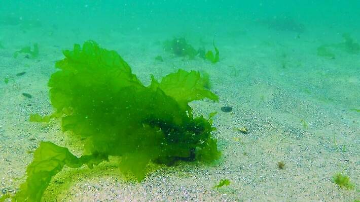 식물 야생동물 바다 자연 사람없음 초록색 물 세계 환경 바닷속 수중 해조류 생태계 생물학 광합성 산화 생태학 소금물 4K 수중영상 MP4 해외동영상 클립영상 자연요소 동물 교육 컬러 해양식물 동영상 파일형식
