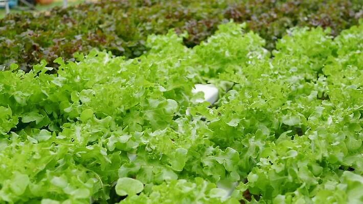 식물 산업 잎 농업 채소 비즈니스 재료 공장 지붕 실내 건강 사람없음 내부 초록색 농장 환경 수확 성장 흰색 신선 농부 유기농 원예 내추럴 광합성 모종 밭일 생태학 수경재배 온실 줄서기 많음 4K MP4 해외동영상 클립영상 직업 웰빙 교육 컬러 컨셉 공업 모션 취미 동영상 파일형식