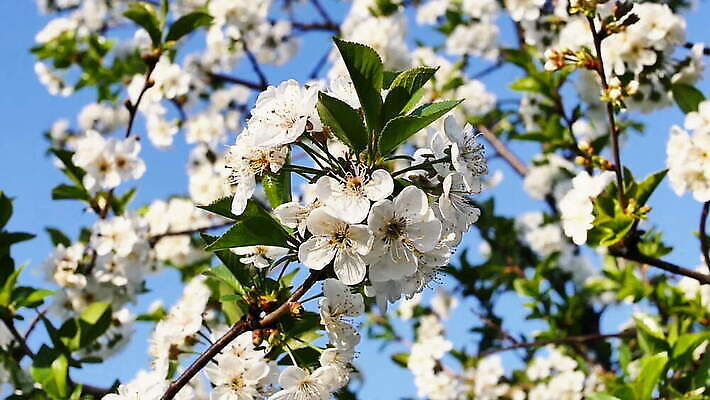 나무 식물 계절 꽃잎 꽃 분홍색 컬러 백그라운드 잎 꽃무늬 자연 하늘 사람없음 야외 초록색 여름 정원 일본 봄 성장 벚꽃 흰색 나뭇가지 신선 개화 체리 벌 묘사 내추럴 MOV 해외동영상 슬로모션 클립영상 아시아 곤충 무늬 과일 촬영기법 생태계 동영상 파일형식
