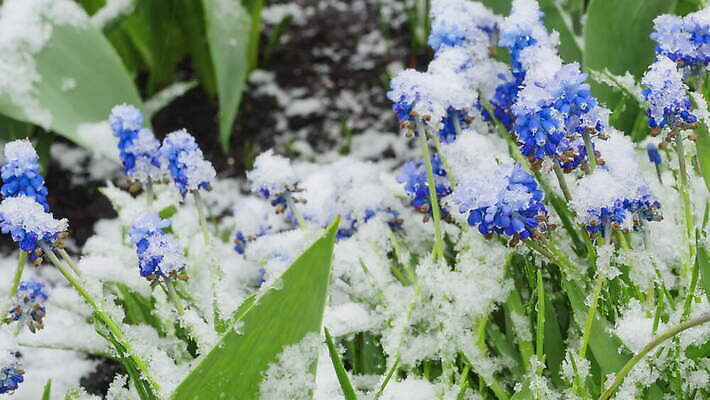 식물 계절 꽃잎 꽃 겨울 자연 사람없음 파란색 정원 냉동 얼음 봄 추위 종 흰색 개화 수증기 작음 4월 아래 속도 서리 내추럴 제설기 폭설 히아신스 4K MOV 해외동영상 클립영상 자연요소 컬러 눈_날씨 날짜 크기 자연재해 방향 생태계 위치 동영상 제설 파일형식