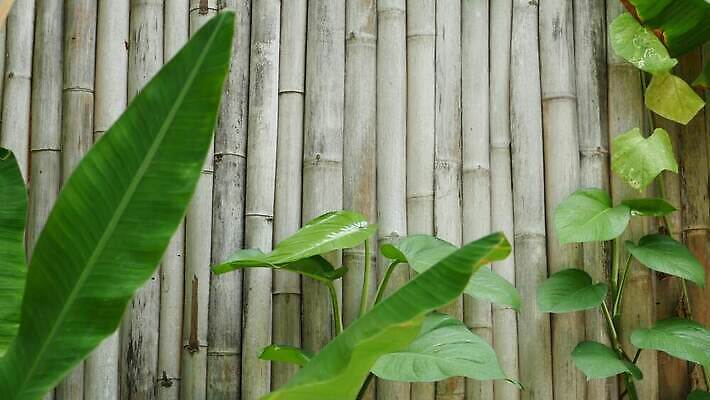 식물 디자인 계절 벽 백그라운드 잎 자연 추상 바나나 사람없음 목재 장식 가로 초록색 여름 빛 환경 정원 줄무늬 나뭇가지 신선 열대우림 대나무 묘사 질감 복고 내추럴 이국적 그리너리 4K MP4 해외동영상 클립영상 나무 컬러 무늬 과일 재료 숲 생태계 동영상 파일형식 트랜드컬러