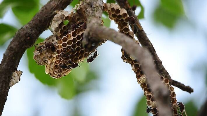 식물 동물 디자인 공원 곤충 백그라운드 오렌지 태국 자연 세포 성인 사람없음 장식 노란색 검은색 해충 벌레 둥지 말벌 위험 작음 열대우림 천 묘사 질감 생물학 육각형 섬유 찌르기 내추럴 생태학 소셜 왕국 MOV 해외동영상 클립영상 도형 공공시설 교육 아시아 컬러 컨셉 과일 모션 사람 직물 벌_곤충 숲 크기 생태계 동영상 파일형식