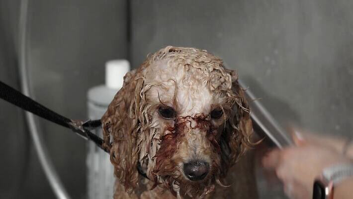 동물 직업 헤어스타일 감정 신랑 포유류 탁자 노동자 수영장 털 실내 사람없음 물 반려동물 상점 방 공구 화려 개 강아지 씻기 작음 이발 서비스 조심 샴푸 몸단장 송곳니 기르기 돌봄 샤워실 위생관리 유래 이발사 4K 순혈 MOV 해외동영상 클립영상 자연요소 가구 결혼 컨셉 모션 관리 내부 위생용품 청결 도구 치아 크기 동영상 샤워시설 파일형식