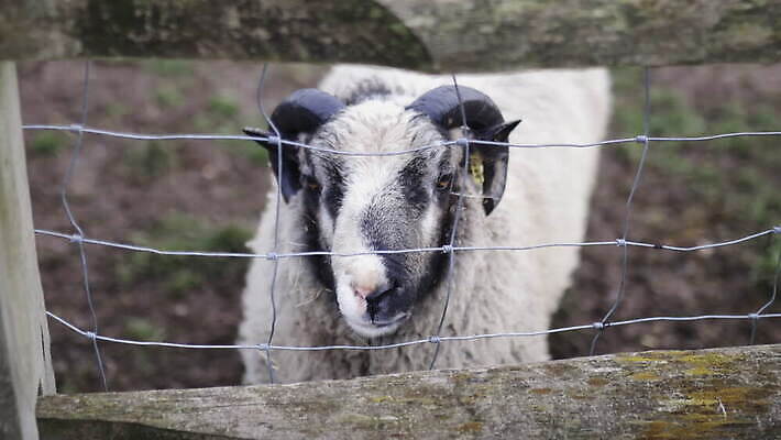 동물 응시 야생동물 백그라운드 밭 농업 포유류 자연 영국 잉글랜드 뿔 사람없음 야외 목재 울타리 컬러풀 농장 머리 환경 금속 흰색 시골 양 소 먼지 진흙 양모 밭일 목가 배선 4K MOV 해외동영상 클립영상 나무 시선 유럽 산업 컬러 재료 재질 신체부위 담장 한자 직물 생태계 동영상 파일형식