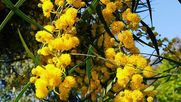 나무 식물 계절 꽃 곤충 잎 날개 모션 자연 하늘 사람없음 초록색 노란색 환경 봄 모임 벚꽃 나뭇가지 황금 닫기 꿀벌 벌 수집 흔들림 꽃가루 꿀 느림 아카시아 MP4 해외동영상 클립영상 동물 컬러 벌_곤충 가루 생태계 동영상 파일형식