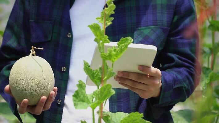 식물 산업 농업 채소 과일 태국 설계 동양인 성인 초록색 농작물 컴퓨터 알약 농장 정원 일본 중국 장비 습기 수확 성장 농부 상품 인도인 대만 허브 유기농 원예 와이파이 싱가폴 모종 온실 제어 4K MOV 해외동영상 클립영상 외국인 직업 웰빙 아시아 컬러 컨셉 사람 인종 취미 전자제품 약 무선인터넷 동영상 파일형식