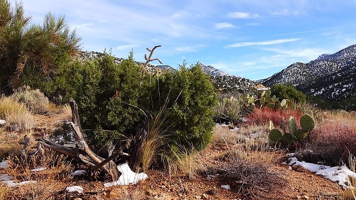 식물 여행 백그라운드 겨울 자연 하늘 날씨 산 선인장 파노라마 풍경 사람없음 야외 초록색 파란색 미국 하이킹 사막 추위 흰색 황무지 숲 서리 애리조나 폭설 눈내림 4K MP4 해외동영상 클립영상 계절 컬러 북아메리카 레저 눈_날씨 촬영기법 자연재해 생태계 동영상 파일형식