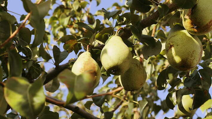 나무 계절 잎 농업 과일 자연 하늘 바람 건강 사람없음 야외 초록색 여름 햇빛 농장 정원 맑음 수확 성장 가을 나뭇가지 시골 신선 닫기 달콤 맛 과수원 유기농 비타민 내추럴 숙성 안뜰 4K MOV 해외동영상 클립영상 자연요소 식물 웰빙 산업 컬러 컨셉 모션 날씨 태양 생태계 동영상 영양소 파일형식