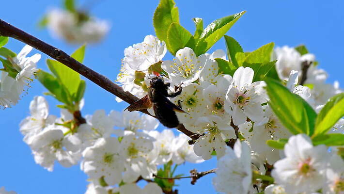 나무 식물 계절 꽃잎 꽃 줄기 분홍색 백그라운드 잎 꽃무늬 자연 하늘 사람없음 파란색 정원 일본 봄 성장 벚꽃 흰색 나뭇가지 개화 체리 닫기 벌 묘사 내추럴 4K MOV 해외동영상 클립영상 아시아 컬러 곤충 무늬 과일 모션 생태계 동영상 파일형식