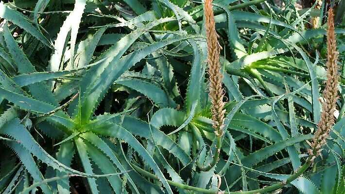 식물 꽃 화초 꽃무늬 선인장 사람없음 장식 초록색 정원 미국 사막 신선 황무지 약초 캘리포니아 상록수 애리조나 내추럴 다육식물 알로에 카피스페이스 그리너리 억울 세련 4K 건조기후 MP4 해외동영상 클립영상 감정 컬러 북아메리카 무늬 공백 풀_식물 동영상 파일형식 트랜드컬러