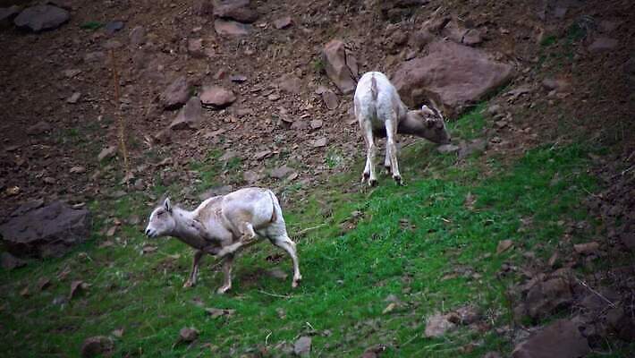 동물 공원 남자 야생동물 백그라운드 겨울 포유류 자연 풍경 사람없음 사막 양 군중 큼 빙하 램 전국 4K MP4 해외동영상 클립영상 계절 공공시설 사람 크기 생태계 동영상 파일형식