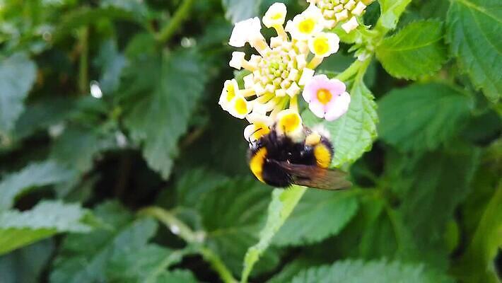 식물 꽃 곤충 잎 날개 모션 자연 털 사람없음 초록색 컬러풀 환경 모임 벚꽃 닫기 큼 모피 벌 수집 묘사 흔들림 보케 꽃가루 꿀 솜털 느림 거인 블러효과 세이지 수유 호박벌 MP4 해외동영상 클립영상 동물 컬러 벌_곤충 크기 가루 생태계 동영상 블러 파일형식 효과
