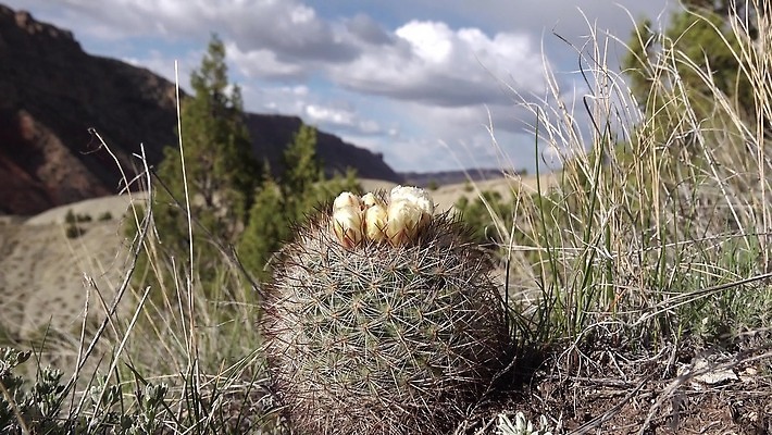 식물 꽃 컬러 꽃무늬 자연 선인장 사람없음 초록색 뷰티 정원 사막 벚꽃 날카로움 내추럴 다육식물 4K MP4 해외동영상 클립영상 무늬 생태계 동영상 파일형식