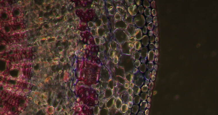 식물 꽃 과학 이동 패턴 세포 사람없음 빨간색 초록색 시험 성장 나뭇가지 조직 횡단보도 확대 떠남 지원 4K 현미경관찰 MOV 해외동영상 클립영상 나무 교육 컬러 컨셉 무늬 모션 관찰 보행로 동영상 파일형식