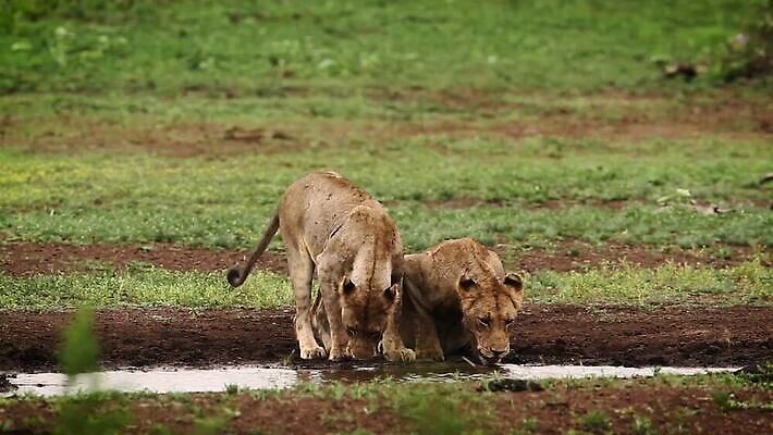 동물 야생동물 2 포유류 아프리카 자연 국립공원 사람없음 야외 관광지 고양이 마시기 황무지 보호 사자 사파리 육식동물 남아프리카 보츠와나 보호구역 사바나 암사자 크루거 MOV 해외동영상 클립영상 멸종위기종 공원 나라 여행 컨셉 모션 반려동물 암컷 생태계 동영상 남아프리카공화국 구역 파일형식