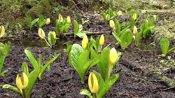 식물 꽃 컬러 자연 잉글랜드 사람없음 초록색 물 노란색 봄 젖음 습지 양배추 냄새 변소 서쪽 워싱턴 4K MP4 해외동영상 클립영상 자연요소 계절 채소 영국 미국 방향 생태계 동영상 파일형식