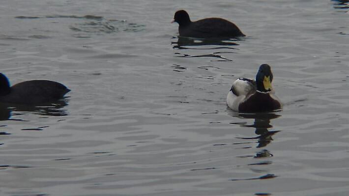 식물 동물 야생동물 바다 날개 자연 갈매기 조류 사람없음 물 수중 흰색 깃털 부리 동물상 청어 4K 수중영상 MP4 해외동영상 클립영상 자연요소 컬러 어류 조형물 생태계 동영상 파일형식
