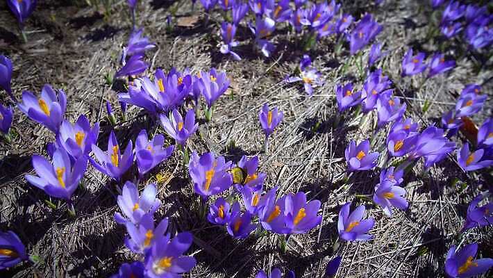 식물 동물 꽃 곤충 백그라운드 꽃무늬 날개 자연 초원 사람없음 초록색 여름 햇빛 뷰티 노란색 정원 보라색 검은색 봄 벚꽃 흰색 신용카드 개화 닫기 벌레 꿀벌 위험 벌 제비꽃 묘사 먼지 꽃가루 꿀 땅바닥 호박벌 4K MP4 해외동영상 클립영상 계절 컬러 컨셉 무늬 모션 바닥 금융 태양 벌_곤충 가루 생태계 동영상 파일형식