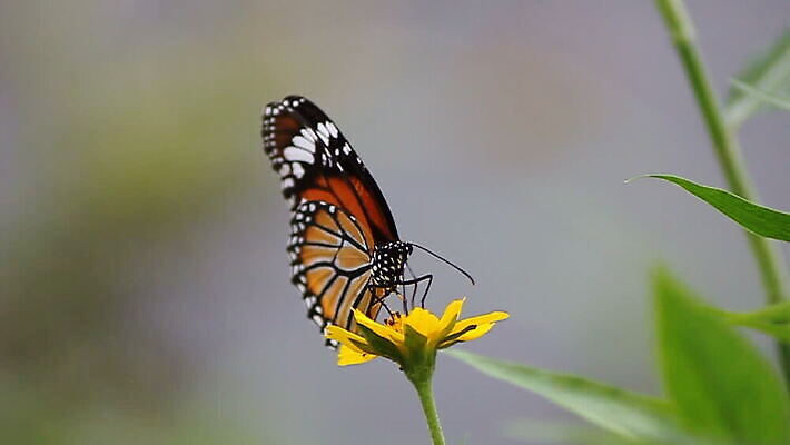 식물 동물 꽃 과학 나비 곤충 잎 날개 자연 동물원 사랑 사람없음 반려동물 환경 정원 봄 보호 숲 눈금 생물학 화단 동물상 MOV 해외동영상 클립영상 계절 교육 감정 컨셉 조형물 생태계 동영상 파일형식