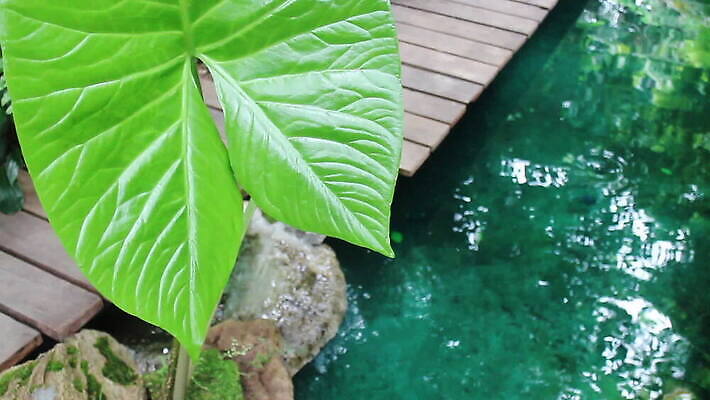 나무 식물 백그라운드 단풍 잎 자연 풍경 사람없음 초록색 환경 정원 화목 성장 전원 신선 숲 큼 열대우림 숨기 열대기후 카피스페이스 MOV 해외동영상 클립영상 컬러 컨셉 모션 공백 전기에너지 크기 생태계 동영상 파일형식