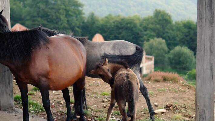 동물 얼굴 백그라운드 밭 농업 포유류 자연 놀이 사람없음 야외 초록색 울타리 반려동물 달리기 태양 농장 갈색 머리 마을 힘 목장 자유 시골 그룹 승마 군중 먹이 방목 꼬리 갈기 기르기 방목장 4K 순혈 MP4 해외동영상 클립영상 자연요소 산업 스포츠 컬러 컨셉 모션 사람 신체부위 담장 축산업 생태계 동영상 돌봄 파일형식