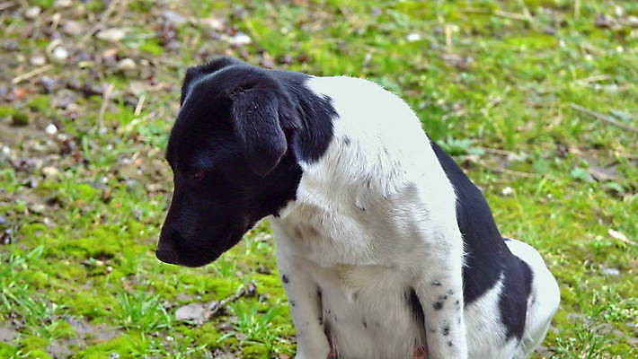 동물 응시 꽃 얼굴 포유류 모션 사람없음 반려동물 쌓기 검은색 고통 흰색 침대 개 강아지 가난 담요 배고픔 호기심 느림 노숙자 기르기 돌봄 유래 4K 순혈 MOV 해외동영상 클립영상 식물 시선 감정 컬러 가구 컨셉 신체부위 동영상 파일형식