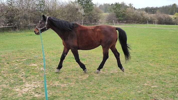 동물 1 라이프스타일 얼굴 모래 스포츠 운동화 모션 자연 아침 건강 사람없음 야외 초록색 울타리 달리기 농장 갈색 걷기 경기장 목장 시골 원형 우아함 가득함 속도 4K 순혈 MP4 해외동영상 클립영상 주간 도형 컬러 신발 컨셉 농업 스포츠시설 생활 신체부위 담장 생태계 동영상 파일형식