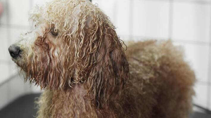 동물 직업 헤어스타일 여자 감정 신랑 포유류 탁자 노동자 털 실내 사람없음 반려동물 상점 방 공구 화려 개 강아지 씻기 작음 이발 서비스 조심 샴푸 몸단장 송곳니 기르기 돌봄 위생관리 유래 이발사 4K 순혈 MOV 해외동영상 클립영상 가구 결혼 컨셉 모션 관리 사람 내부 위생용품 청결 도구 치아 크기 동영상 파일형식