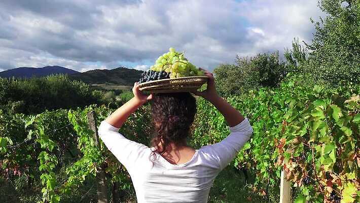 여자 음식 농업 과일 포도 노동자 바구니 와인 계곡 수확 시골 잡기 업무 유기농 포도밭 포도나무 밭일 양조장 4K MP4 해외동영상 클립영상 직업 웰빙 산업 밭 모션 주류 사람 작업 과일나무 동영상 파일형식