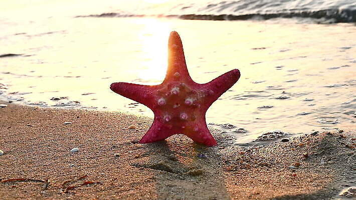 모래 파도 바다 불가사리 해변 사람없음 야외 MOV 해외동영상 클립영상 극피동물 동영상 파일형식