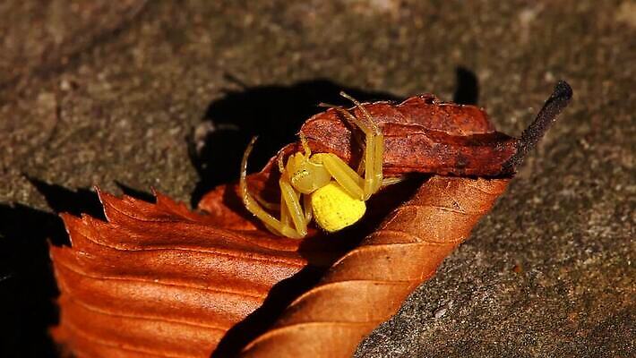 야생동물 잎 자연 사람없음 야외 노란색 게 황무지 육식동물 거미 떠남 MOV 해외동영상 클립영상 식물 동물 컬러 곤충 모션 갑각류 생태계 동영상 파일형식