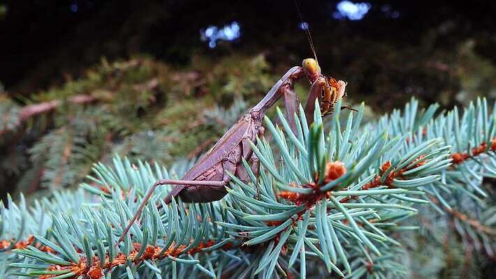동물 여자 야생동물 곤충 잎 절지류 자연 무척추동물 안테나 사람없음 초록색 갈색 흰색 기도 육식동물 내추럴 포식 4K MP4 해외동영상 클립영상 식물 컬러 통신 사람 생태계 동영상 파일형식