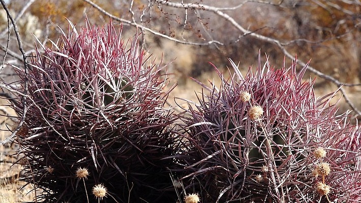 나무 식물 계절 공원 컬러 여행 자연 선인장 통 사람 사람없음 야외 가로 빨간색 여름 계곡 미국 사막 죽음 가시 날카로움 캘리포니아 내추럴 생태학 전국 4K MP4 해외동영상 클립영상 공공시설 교육 북아메리카 생태계 동영상 파일형식