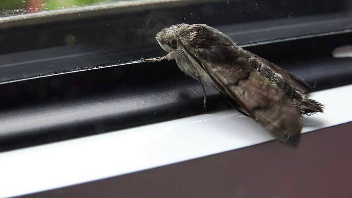 옷 나비 곤충 패턴 날개 자연 주택 사람없음 야외 여름 갈색 환경 정원 침묵 손상 직물 얼룩 닫기 해충 벌레 위험 오브젝트 생태계 생물학 변장 문제 나방 생태학 트러블 4K MP4 해외동영상 클립영상 동물 계절 교육 컬러 컨셉 무늬 모션 건물 소리 동영상 파일형식