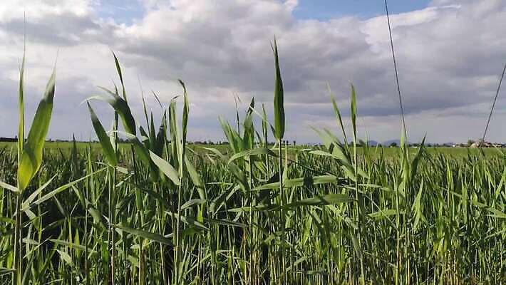 나무 식물 도로 여행 밭 농업 자연 하늘 휴가 산 그림자 사람없음 야외 초록색 파란색 강 햇빛 마을 계곡 맑음 봄 흰색 시골 정상 그늘 땅 언덕 장면 땅바닥 히말라야 4K MOV 해외동영상 클립영상 계절 산업 길 컬러 교통시설 날씨 바닥 태양 생태계 동영상 파일형식 산맥