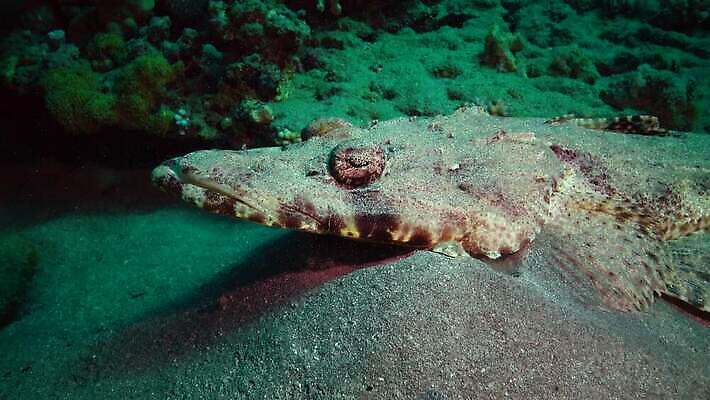 동물 야생동물 바다 컬러 낚시 이집트 어류 사람없음 물 컬러풀 바닷속 수중 수영 수중동물 산호 산호초 다이빙 스쿠버다이빙 소금 낚시꾼 암초 홍해 해파리 깊이 생태학 이국적 4K MP4 해외동영상 클립영상 자연요소 교육 아프리카 레저 수상스포츠 수중식물 자포동물 동영상 수중스포츠 파일형식