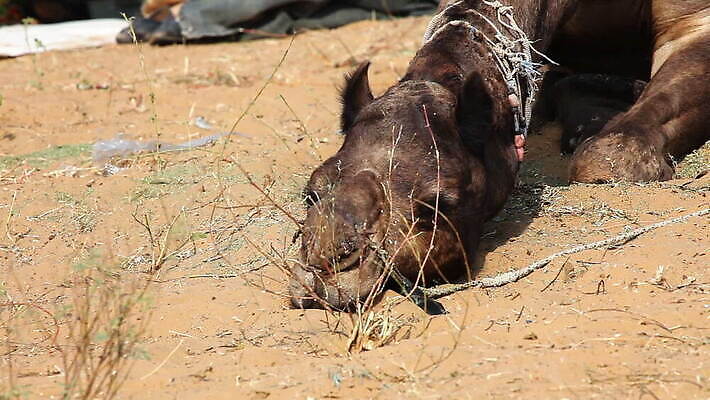 동물 전통 아시아 문화 야생동물 컬러 여행 농업 포유류 자연 인종 사람없음 야외 장식 컬러풀 머리 유행 축제 가축 활발 사막 시장 원주민 인도인 낙타 혹 공평 단봉낙타 멀티 소셜네트워크 이국적 MOV 해외동영상 클립영상 외국인 나라 산업 컨셉 사람 동양인 신체부위 아프리카인 생태계 동영상 파일형식