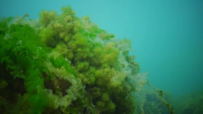 식물 동물 야생동물 바다 자연 생물 무척추동물 사람없음 초록색 환경 바닷속 수중 해조류 지중해 생태계 생물학 광합성 산화 생태학 소금물 4K 수중영상 MP4 해외동영상 클립영상 교육 컬러 해양식물 동영상 파일형식